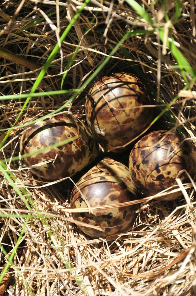 Wilson's Snipe Nest by Tom Koerner/USFWS is availlable through Public Domain.